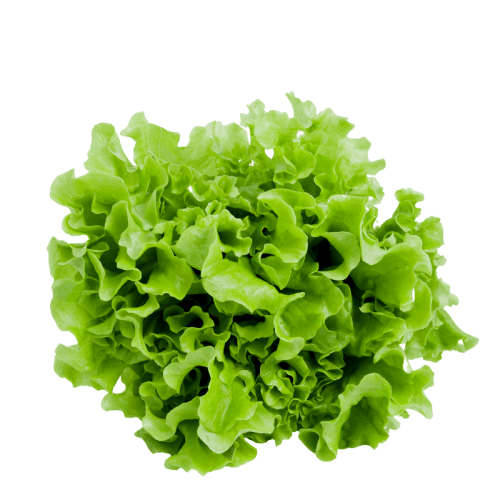 Insalata "Gentilina" 1 pz - Mangio Anch'io