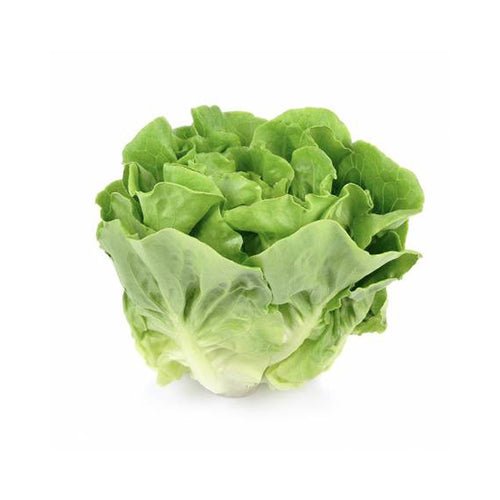 Insalata "Lattuga" 1Pz - Mangio Anch'io