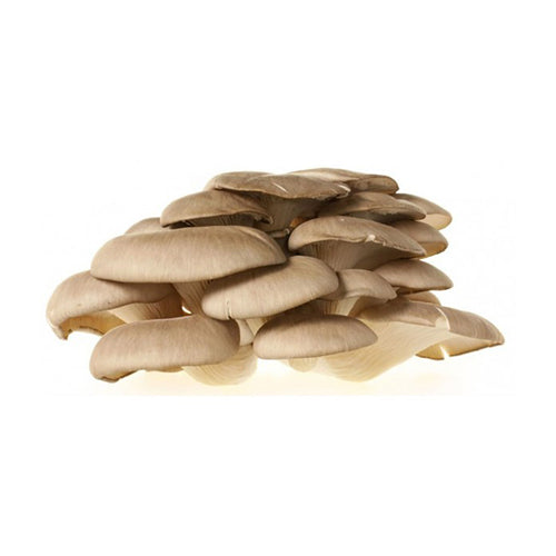Funghi Pleurotus 1 kg