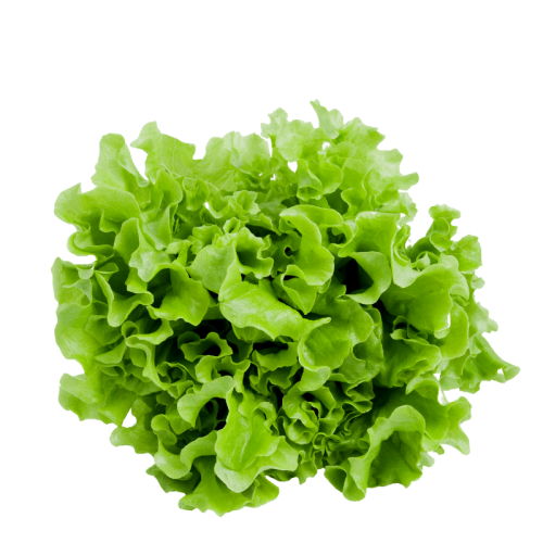 Insalata "Gentilina"  1 pz