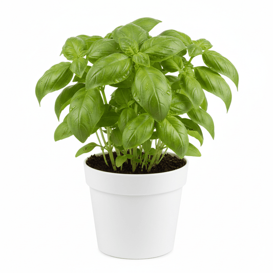 Piantina Basilico 1 pz - Mangio Anch'io